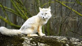 Video of Corsac fox in zoo