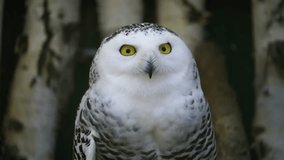 Video of Snowy owl on branch