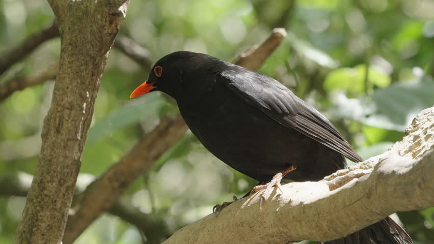 Common Blackbird On Tree Branch At Zealandia Wildlife Refuge In Wellington, New Zealand. closeup shot