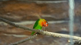 Video of Fischer's lovebird in zoo