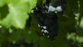 Grapes stock video : grapes detail orbit shot slow movement in summer