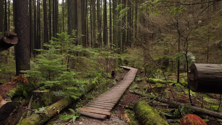 Hiking Path surrounded by Trees in Canadian Nature. Fall Season, Daytime. North Vancouver, British Columbia Canada