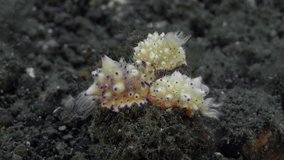 Three nudibranchs sit motionless on the seabed.
Bumpy Mexichromis (Mexichromis multituberculata) 30 mm. ID: tall conical tubercles with purple tips, often with orange spots near mantle margin.