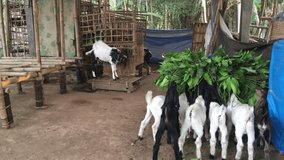 a crowd of baby goats were eating leaves in an open pen. Goat farmers always feed their livestock in the morning and evening.
