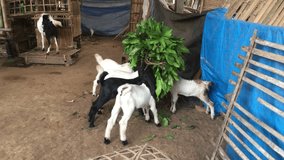 a crowd of baby goats were eating leaves in an open pen. Goat farmers always feed their livestock in the morning and evening.