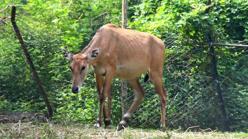 Closeup of brown nilgai walking in the forest.