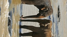 Two elephants in the tropical river - Sri Lanka. Vertical video