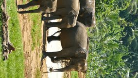 Group of Elephants walking in Sri Lanka. Vertical video