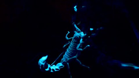 White and blue scorpion on black background. Bioluminescent scorpion under ultraviolet light at a zoo. Scorpion under ultraviolet light.