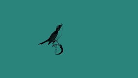 silhouette of bird on branch on green background.4k video loop animation.