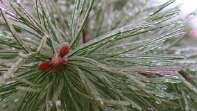 Pine cones in ice. Winter. - Powered by Shutterstock - Get 15% off with code: PIKWIZARD15