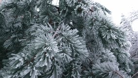 Icy winter. Pine needles are icy. - Powered by Shutterstock - Get 15% off with code: PIKWIZARD15