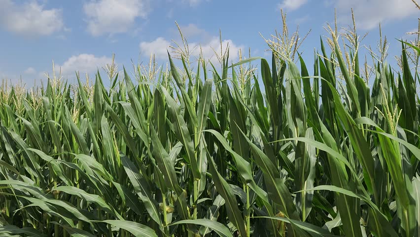 A corn field in the tasseling phase at the end of May