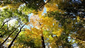Trees 006 Autumn Fall Looking Up West Sand Lake New York - Powered by Shutterstock - Get 15% off with code: PIKWIZARD15