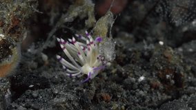 The nudibranch hangs in the water holding onto the algae and turns its body.
Pale Coryphellina (Coryphellina sp.) 20 mm. ID: cream-yellow, perfoliate purple-tipped rhinophores.