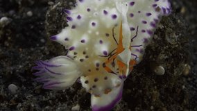 Symbiosis of sea inhabitants. At the bottom of the tropical sea lives the Purple Mexichromis nudibranch (Mexichromis mariei) on which sits the Emperor shrimp (Zenopontonia Rex).
