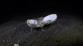 Coconut Octopus - Amphioctopus marginatus is playing with a shell at night. Sea animals of Tulamben, Bali, Indonesia. 4k underwater video.