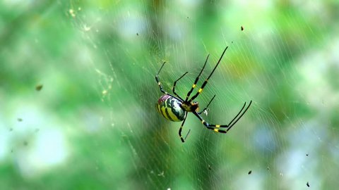 Closeup of a beautiful Golden Orb Weaver Spider examining its' web 