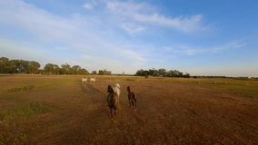 Herd of horses running across a field at sunset. Drone Fpv video.
