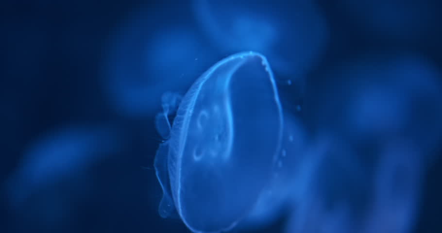 Close up, Jelly fish Aurelia Aurita on blue sea background. Jellyfish swim slowly on blurred jellyfish group background. Glowing bright jelly-fish in open ocean. 4k calm aquatic underwater backdrop Royalty-Free Stock Footage #3403043769