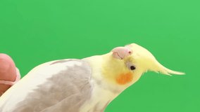 Corella parrot sits on a green background. Yellow parrot. Vertical video