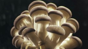 Pleurotus ostreatus footage. Oyster mushrooms time lapse. Edible mushrooms background. Biological pattern. Growing mushrooms.