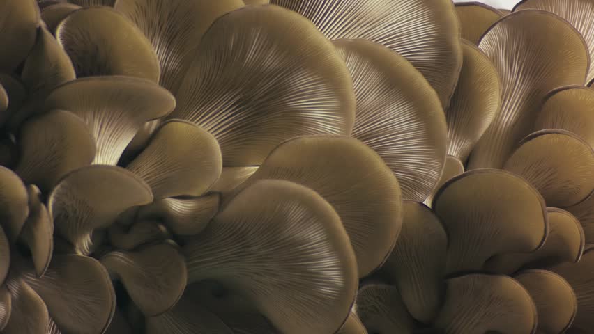 Pleurotus ostreatus footage. Oyster mushrooms time lapse. Edible mushrooms background. Biological pattern. Growing mushrooms. Royalty-Free Stock Footage #3403101463