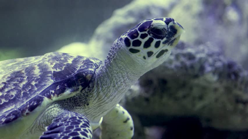 The hawksbill turtle (Eretmochelys imbricata) is a type of endangered turtle belonging to the Cheloniidae family. This turtle is the only species in its genus.  Royalty-Free Stock Footage #3403148065