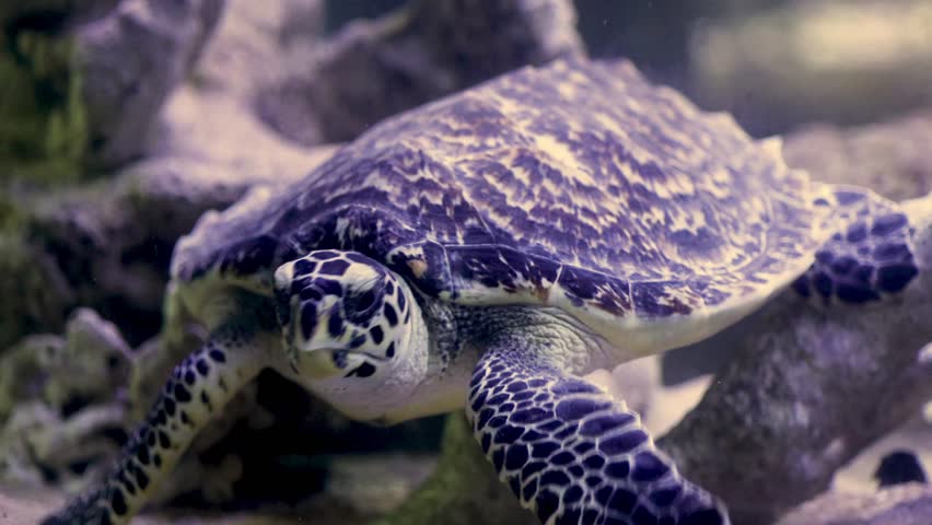 The hawksbill turtle (Eretmochelys imbricata) is a type of endangered turtle belonging to the Cheloniidae family. This turtle is the only species in its genus.  Royalty-Free Stock Footage #3403148117