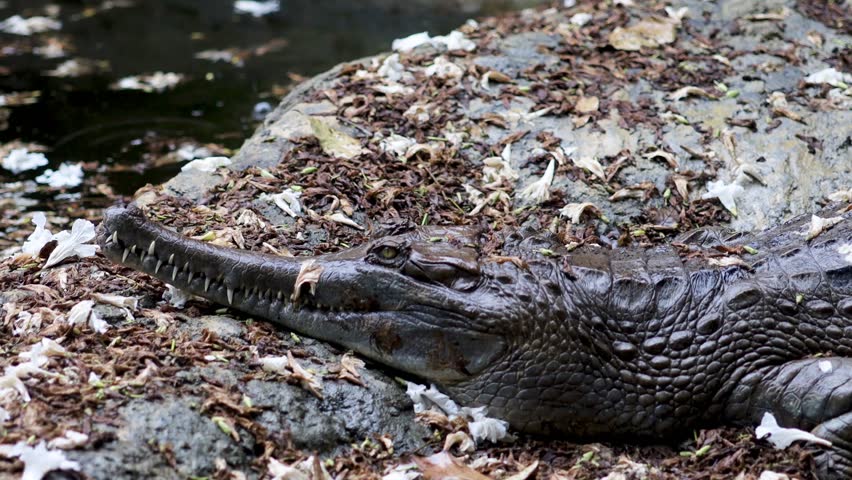 Gavial or gharial (Gavialis gangeticus), also known as the fish-eating crocodile, is a member of the crocodilia order of the Gavialidae family, whose natural habitat is in the northern part of the Ind