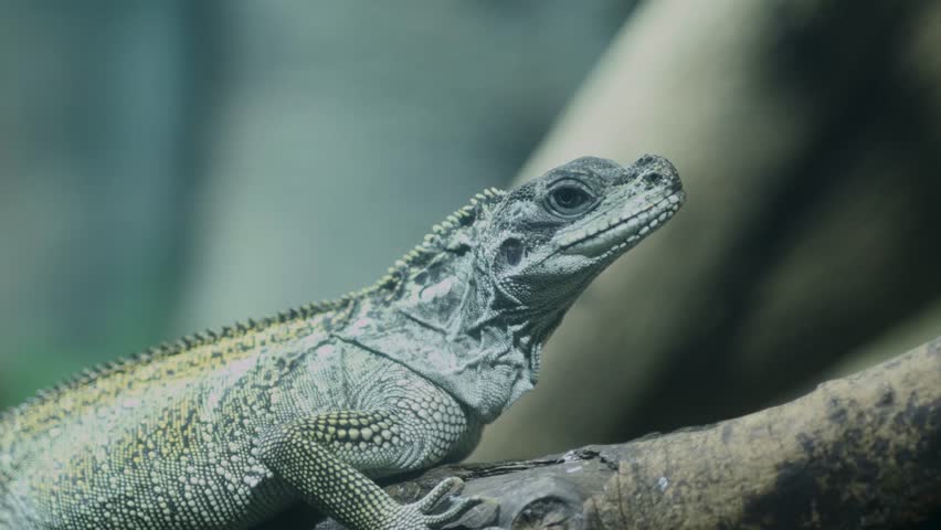 Soa-soa, also called the Amboina Sailfin Lizard or Amboina Sailfin Lizard (Hydrosaurus amboinensis), is the largest agamid lizard in the world, and can even reach 1 meter in length.