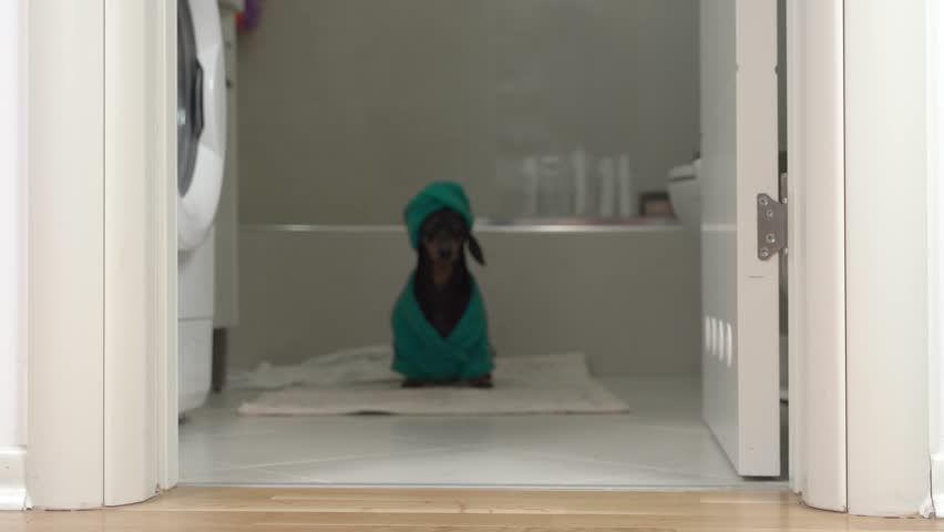 black dog dachshund in a blue bathrobe and a towel on his head run out of the bathroom, stop at the door, look back with a mischievous grin Royalty-Free Stock Footage #3403181811