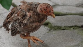 4K video Sick chicken on the ground in farm. Infectious diseases of chickens. Use for poultry health brochure.