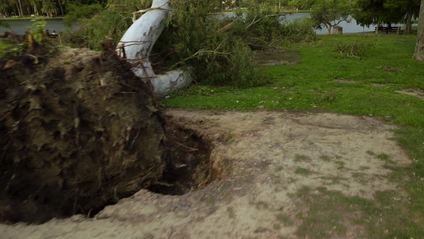 A drone flies along a fallen tree and takes off over a pond in the center of the park