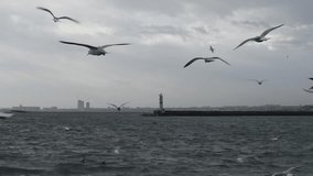 Video of seagulls flying over the sea shot in slow motion mode