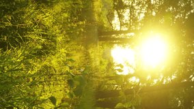 Sunset in summer forest, timelapse. Vertical video - Powered by Shutterstock - Get 15% off with code: PIKWIZARD15