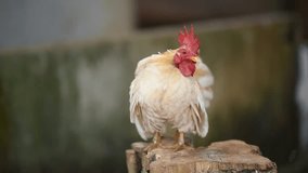 Free range organic chicken hen roaming freely on outdoor farm grass field, slow motion
