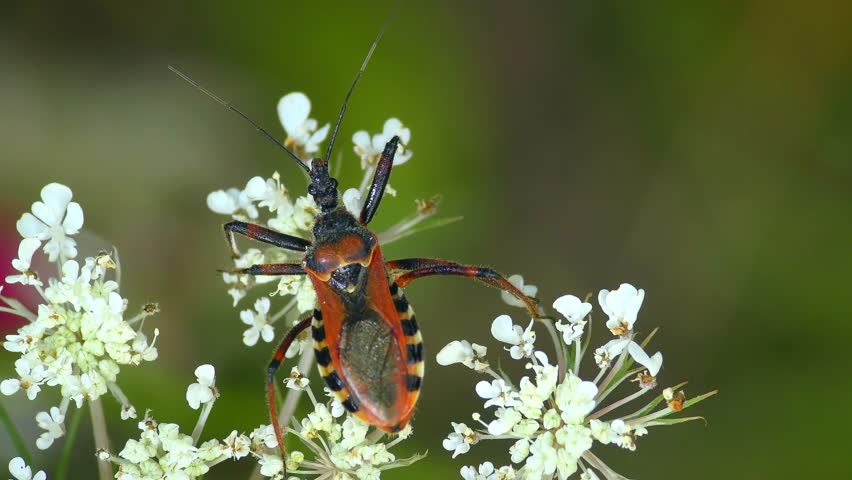 The predatory Red Assassin Bug (Rhynocoris iracundus) crawls on white flowers, top view.
