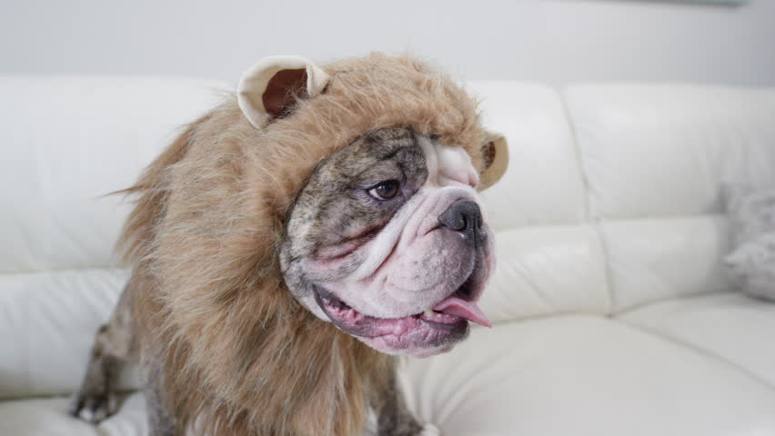 Lions mane bulldog wearing a wig hilarious costume Royalty-Free Stock Footage #34033708
