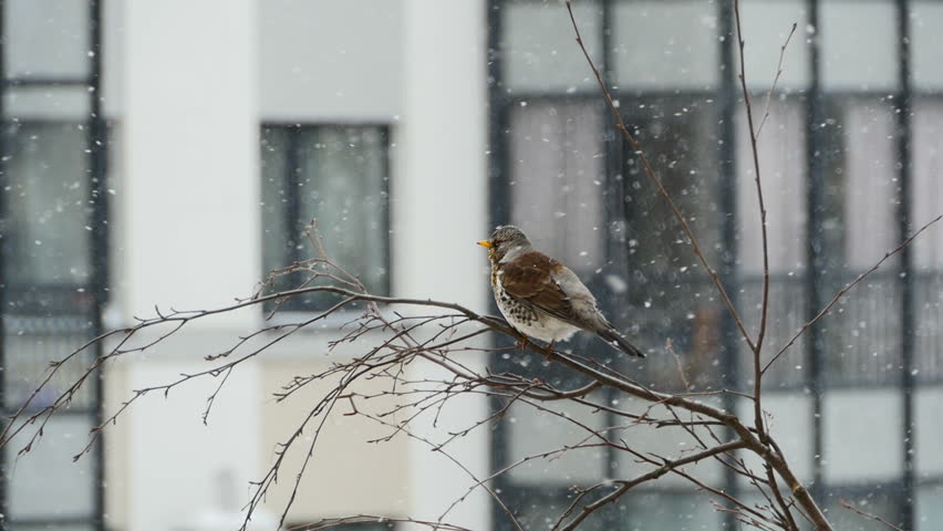 song thrush bird, freezes, sits on a branch, snow storm, cityscape, winter Royalty-Free Stock Footage #3403378309