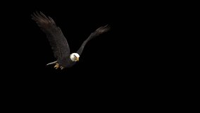 An american bald eagle fly flap wings on black background with alpha channel included at the end of the video, 3D animation, perspective view, animated animals, seamless loop animation