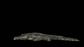 A crocodile attack on black background with alpha channel included at the end of the video, 3D animation, side view, animated animals, seamless loop animation