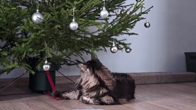 Playful cat rests next to a Christmas tree. The pet interacts with the Christmas decorations. Slow motion