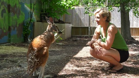 cute girl feeds happy kangaroo and smiles slow motion 4k