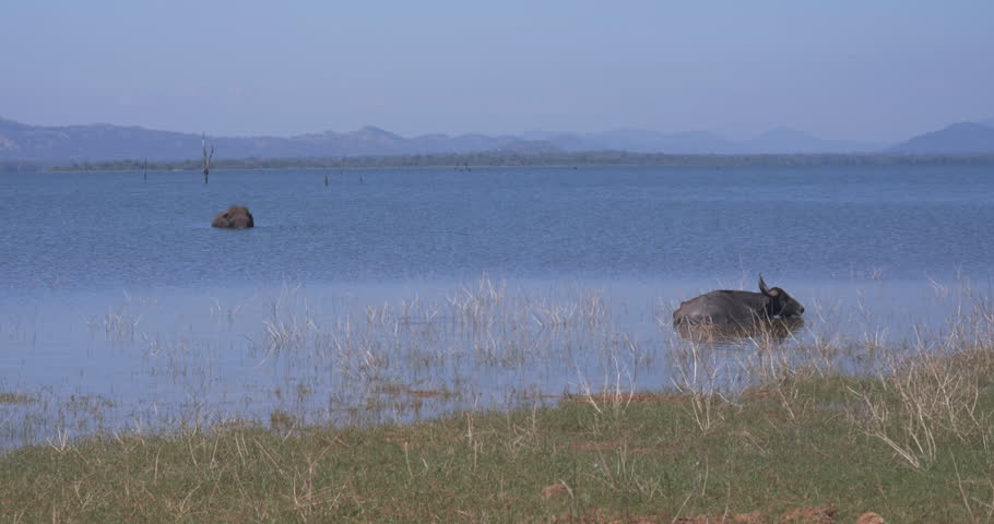 Wild buffalo and elephant escape from the heat in the lake in Udawalawe National Park