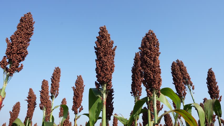 The maturing sorghum is in the farmland in North China Royalty-Free Stock Footage #3403628011