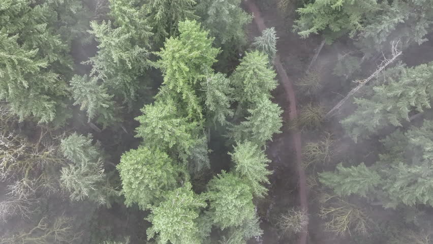 Mist flows slowly over a scenic forest in the midst of Oregon