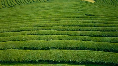 Aerial video of green tea plantation is locate nearby the hillside in Boseong city, South korea. Aerial video from drone.