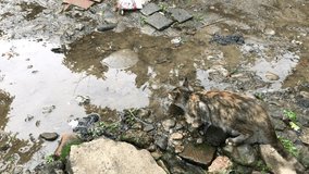 cat drinking water from puddle on the ground