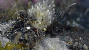 A nudibranch crawls along the overgrown bottom of a tropical sea through algae.